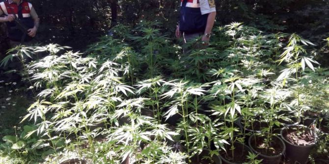 Jandarmadan Kenevir Operasyonu