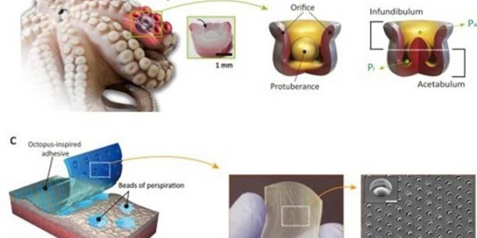 Bilim İnsanları Ahtapottan Esinlenip Yapışkan Bez Geliştirdi