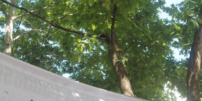 Yavru Kedi Çınar Ağacında Mahsur Kaldı