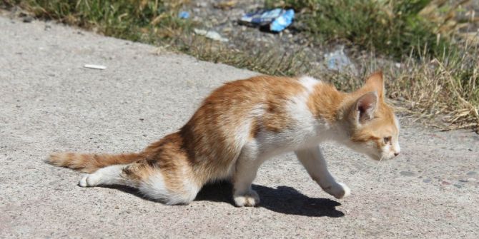 Arabanın Çarptığı Kediye Balıkçılar Sahip Çıktı