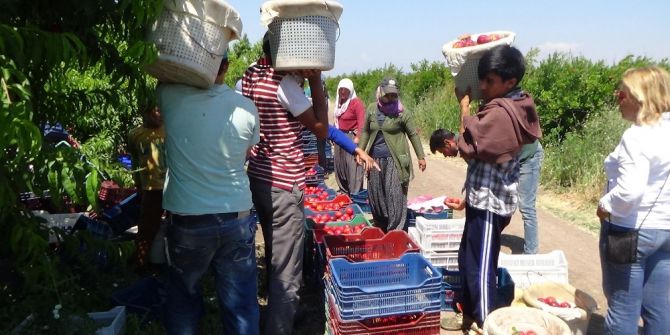 Amik Ovasında Pamuk Ve Buğday, Yerini Meyve Bahçelerine Bırakıyor