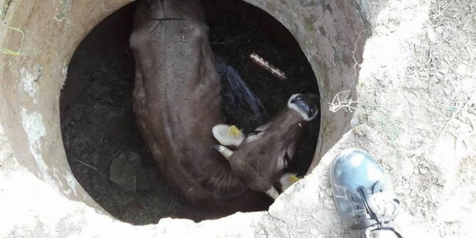 Kuyuya Düşen İneği İtfaiye Kurtardı