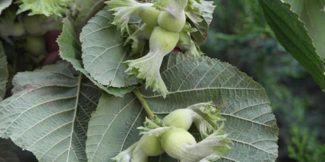 Tütüncü: "Tmo’nun Fındığa Müdahalesi Üretici İçin Güvence"