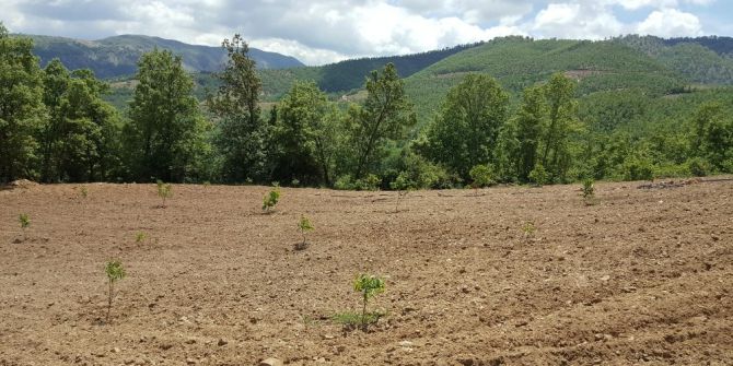 Büyükşehirden Üreticiye Tam 93 Bin 500 Adet Fidan Desteği