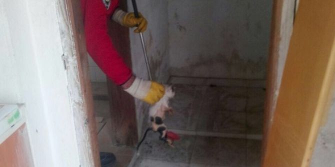 Tuvalet Deliğine Düşen Kedileri İtfaiye Ekipleri Kurtardı