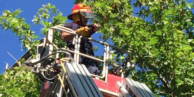 İtfaiyeden Kirpi Ve Karga Kurtarma Operasyonu