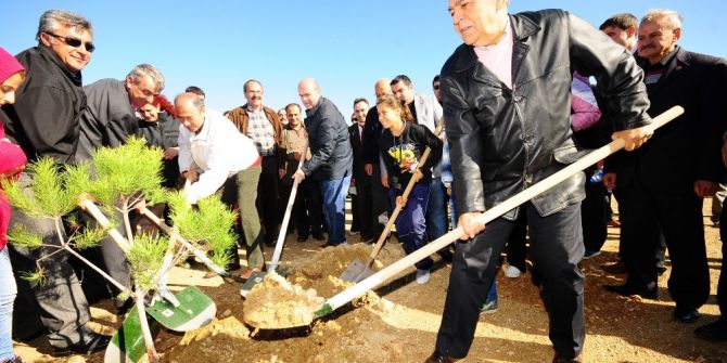 Moloz Deposuydu, Kent Ormanı Oluyor