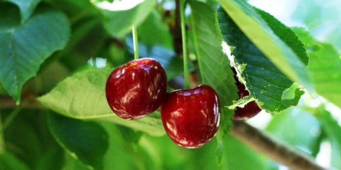 Malatya’da Kiraz Hasadı Başladı