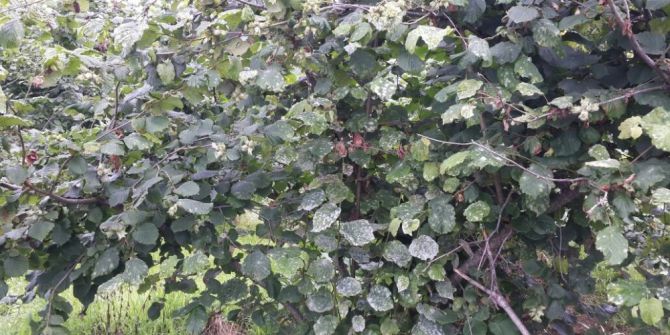 Fındıkta Külleme Hastalığı Hızla Yayılıyor