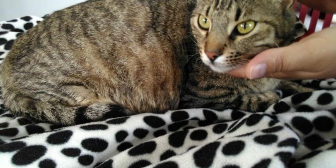 Doğum Yapmakta Zorlanan Kedi Sezaryenle Ameliyat Oldu