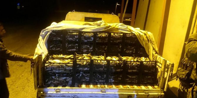 Ahlat’ta 1,5 Ton Kaçak Avlanmış Balık Ele Geçirildi