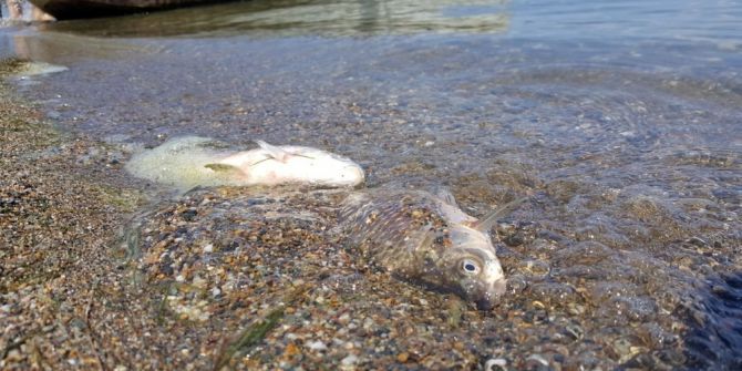 İznik Gölü’nde Şok
