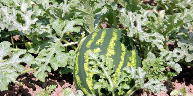 ’Baldan Tatlı’ Karpuz Geliyor