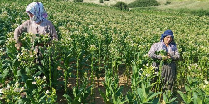 Ödemiş’te Son Tütüncüler