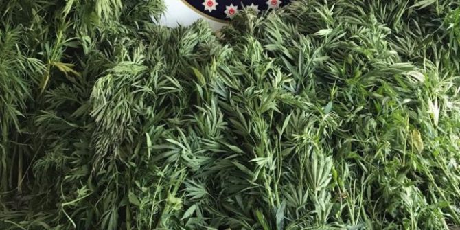 Polis Kazma Kürekle Çalışıp, Tarladan Hint Keneviri Söktü