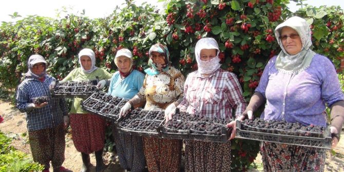 Böğürtlen Hasadı Başladı