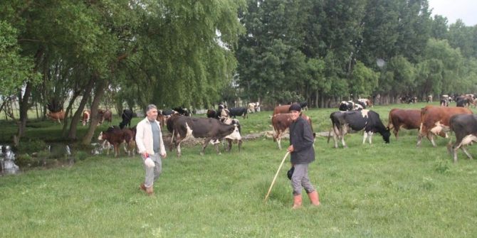 Suriyeli Kardeşler Aslanapa’da Çobanlık Yapıyor