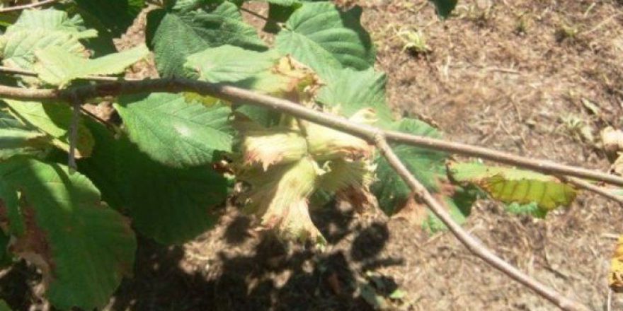 Fındık Hasadında Dikkat Edilecek Hususlar