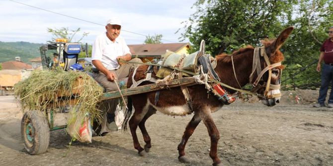 Bu Da Eşek Arabası