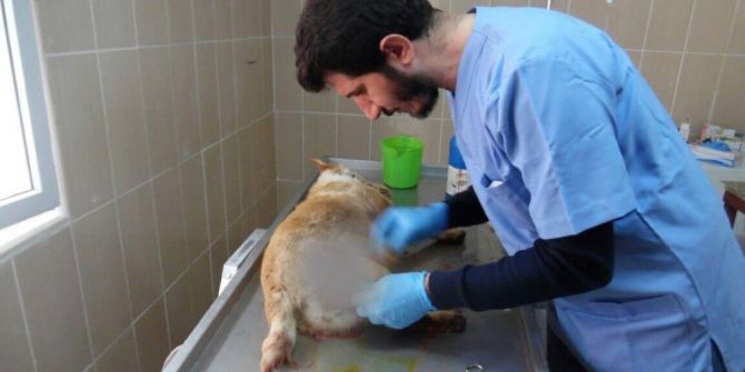 Kazada Yaralanan Köpek Tedavi Altına Alındı