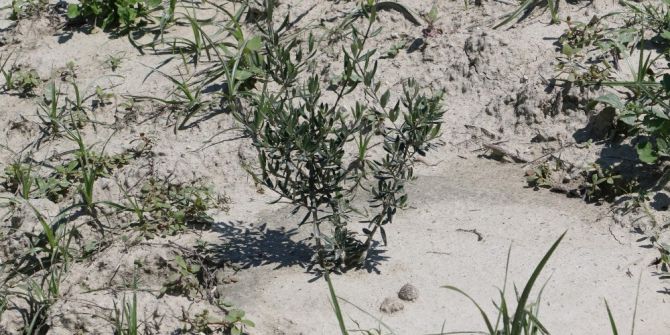Zeytin Fidanları Boy Verdi Sıra Mahsulde