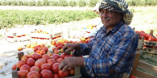 Yerli Domateste Hasat Sevinci