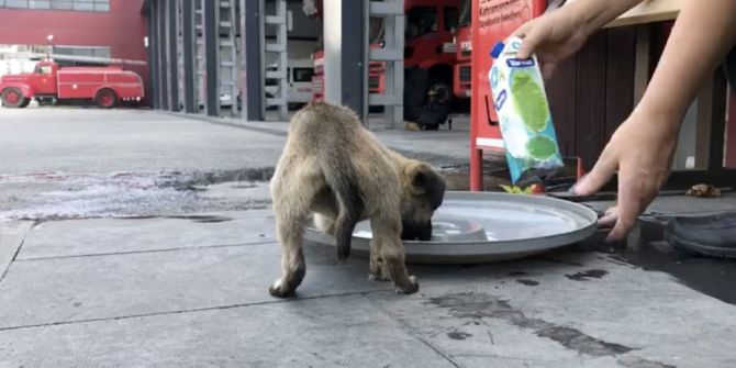 Havalandırma Boşluğuna Düşen Yavru Köpeği İtfaiye Kurtardı