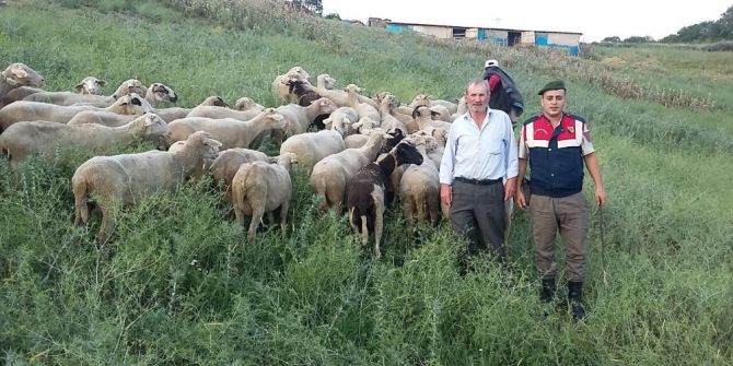Biga’da Çalınan Hayvanlar Otlatılırken Bulundu
