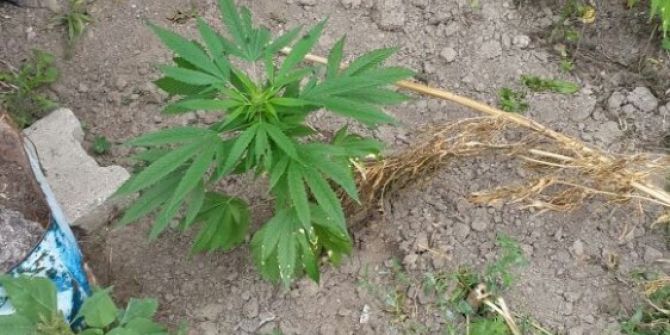 Evin Bahçesine Kenevir Eken Şahıs Tutuklandı
