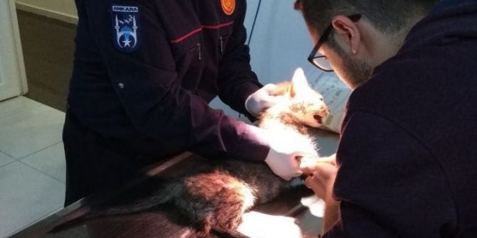 Ankara İtfaiyesinden Yaralı Kediye Yardım Eli