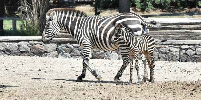 Zeliş’e Kuzen Geldi