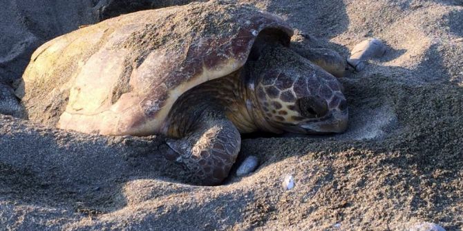 Caretta Carettalar Yumurta Bıraktı