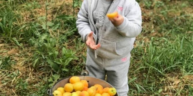 Kayısı Fiyatını Koruyor