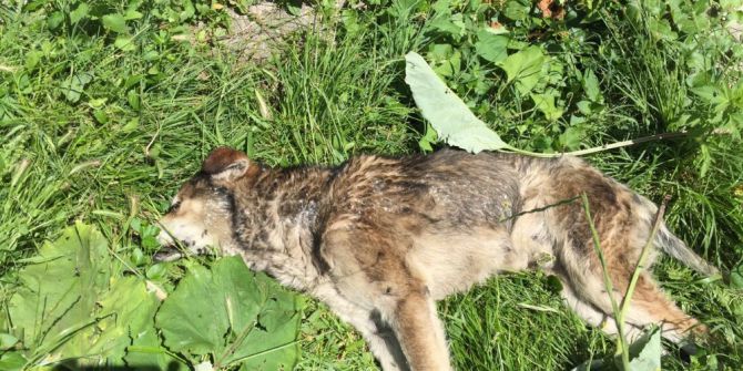 Kastamonu’da 14 Köpek İle 18 Kedi, Zehirlenerek Öldürüldü