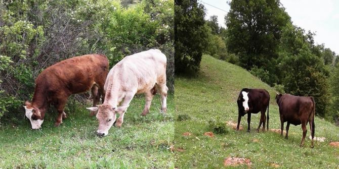 Yayladan Büyükbaş Hayvanlar Çalındı