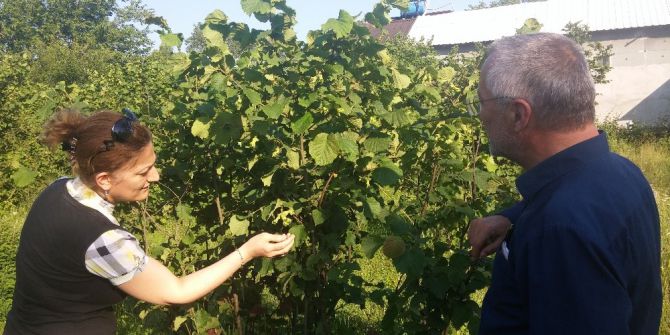 Fındıkta Amerikan Beyaz Kelebeği Mücadelesi