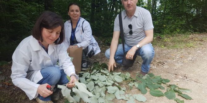Akçakoca’da Kaliteli Ihlamur Tür Tespit Çalışmaları Yapıldı
