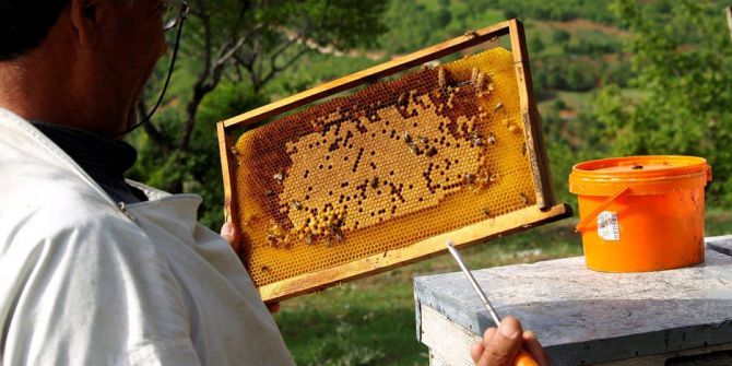 Kütahya’da Bal Ormanlarının Sayısı Artırılıyor