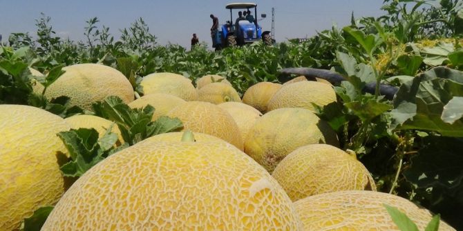 Amik Ovası’nda Kavun Hasadı Başladı
