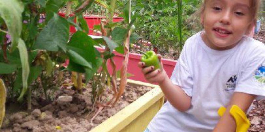 Minik Çiftçiler Ürünlerini Topluyor