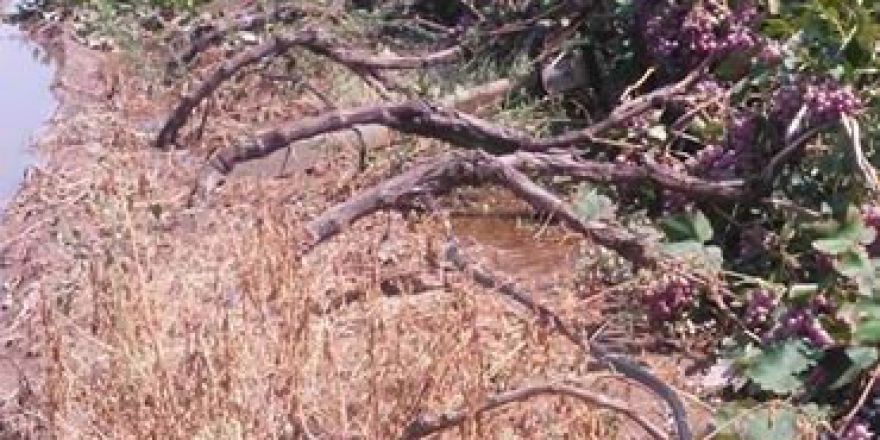 Chp’li Nurlu "Çiftçiye Dolu Vurdu"