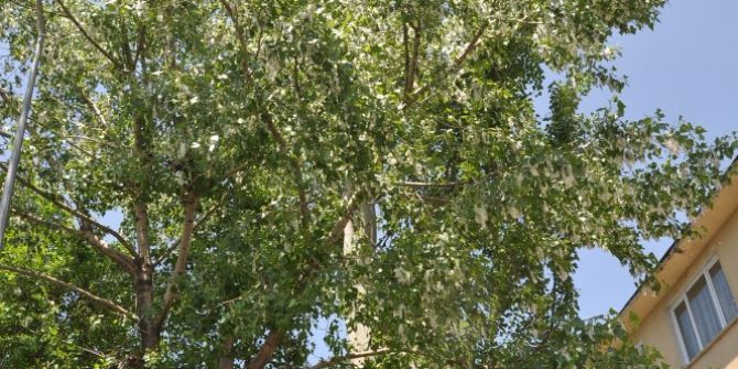 Polenli Ağaçlar Vatandaşları Rahatsız Ediyor