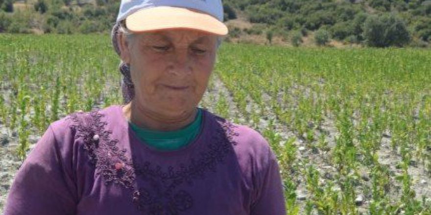 Dolu Yağışı, Tarım Arazilerinde Zarara Yol Açtı