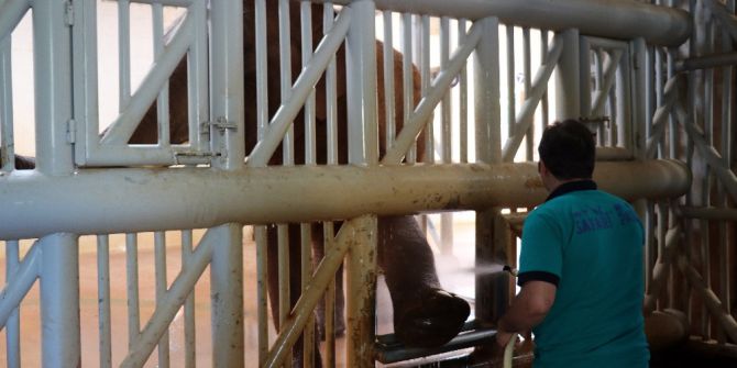 Gobi Ve Pili’nin Bayram Bakımları Yapıldı