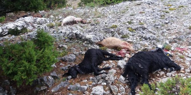 Karaman’da Yıldırım Düşmesi Sonucu 15 Keçi Telef Oldu