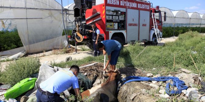 Foseptik Çukuru İneklere Mezar Oluyordu