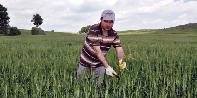 Yozgat’ta Çiftçiler Yabancı Otla Mücadeleye Başladı