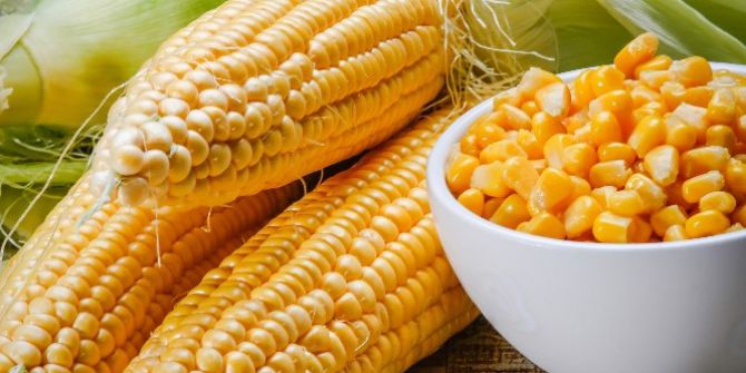 May Tohum’dan Türkiye’nin En Tatlı Mısır Çeşitleri