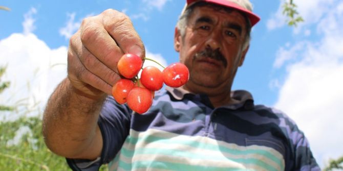 Kışın Vurduğu Kiraz, Düğün Erteledi