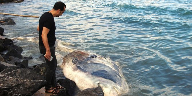 Nesli Tükenmekte Olan Dev Balina Arsuz’da Kıyıya Vurdu